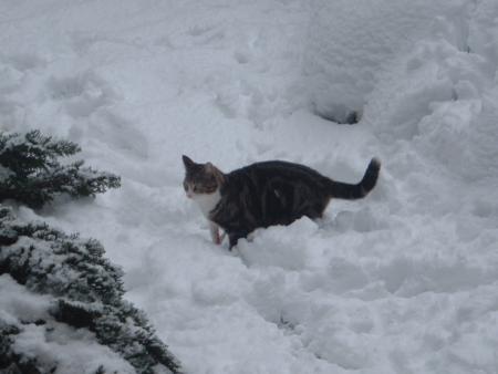 mon otre chat