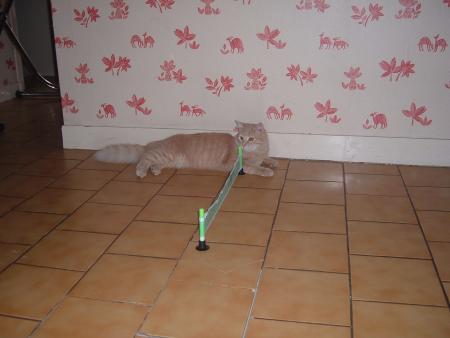 mon t cha