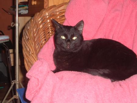mon gran chat