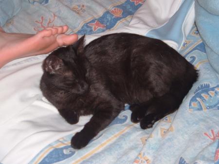 mon chat