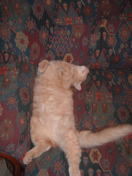 toujours mon chat