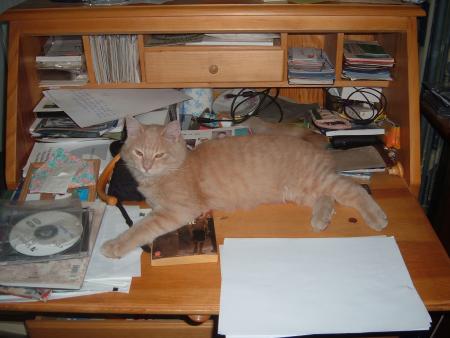 mon chat