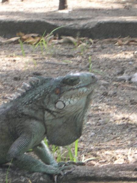 iguane